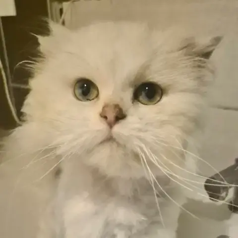 Olaf photo 3