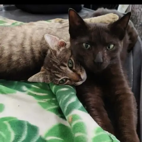 Crevette Et Alina