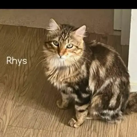Rhys