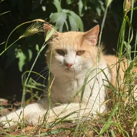 Caramel