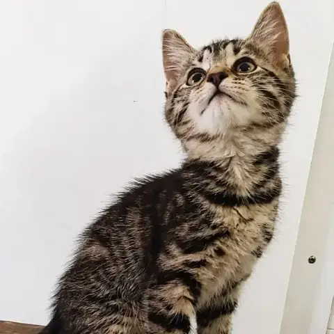 Zola