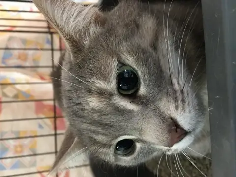 Poupette