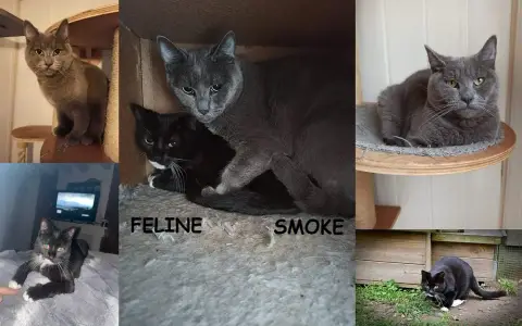 Feline Smoke