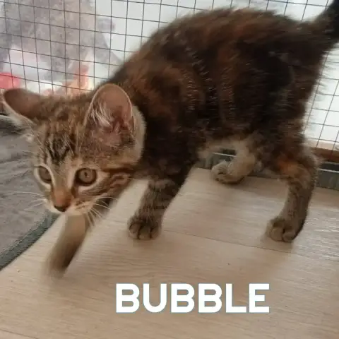 Bubble photo 2