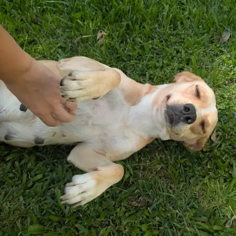 Nala photo 2