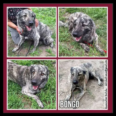Bongo
