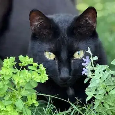 Vadim