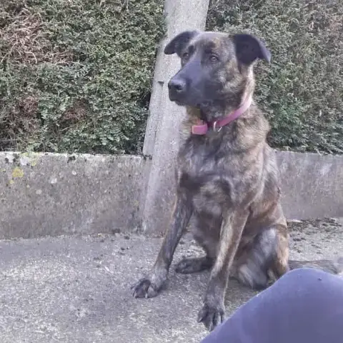 Sofia