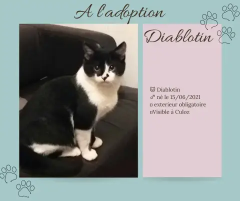 Diablotin
