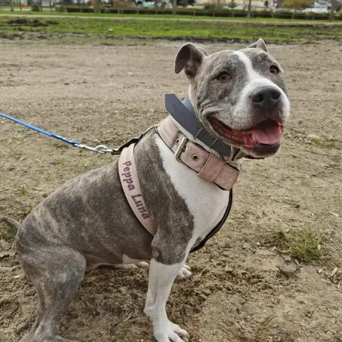 Perla photo 3