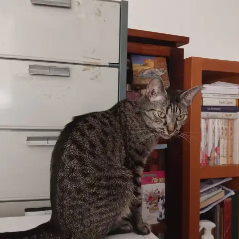 Tara