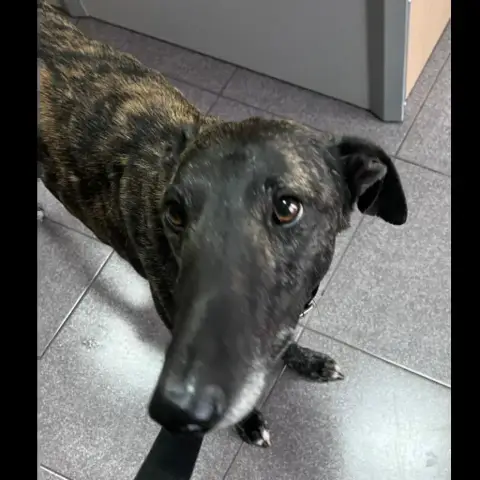 César photo 3