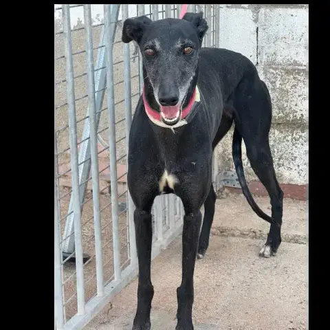 Tonela Galga