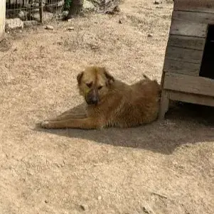 Akita photo 3