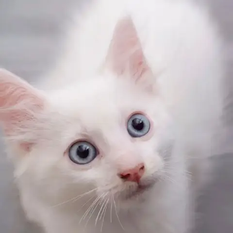 ✨️ Spicy ✨️ 🐱 photo 3