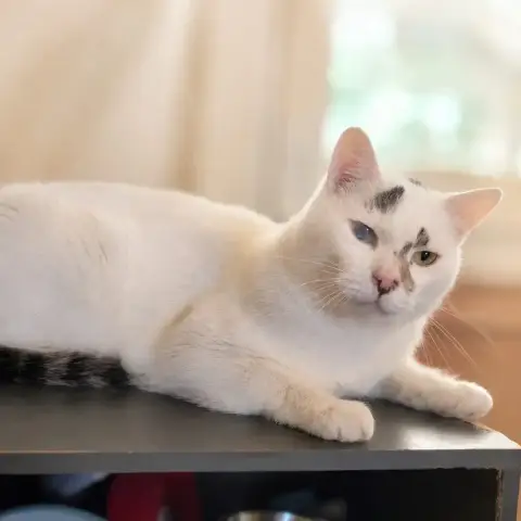 Diesel