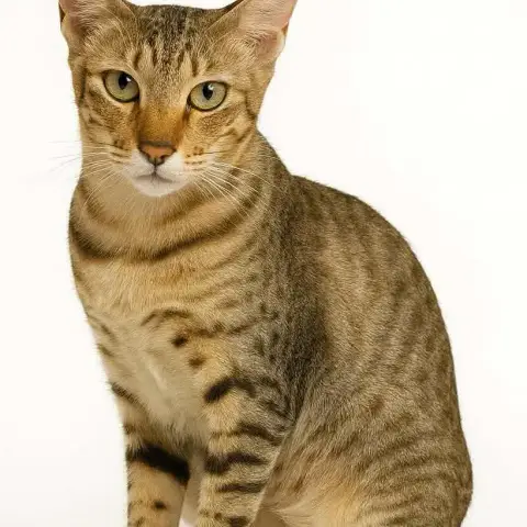 Simba photo 2