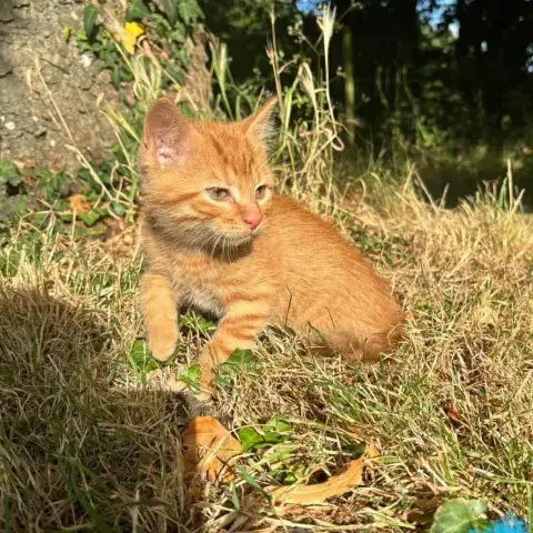 Caramel