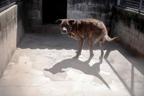 Roko photo 2
