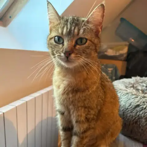 Bella