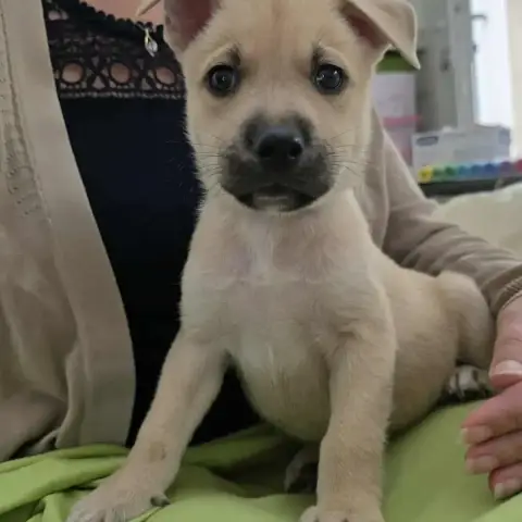Angel