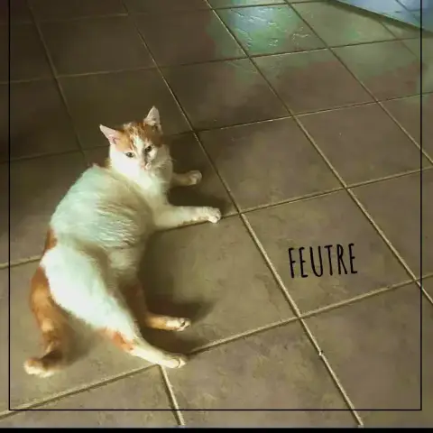 Feutre