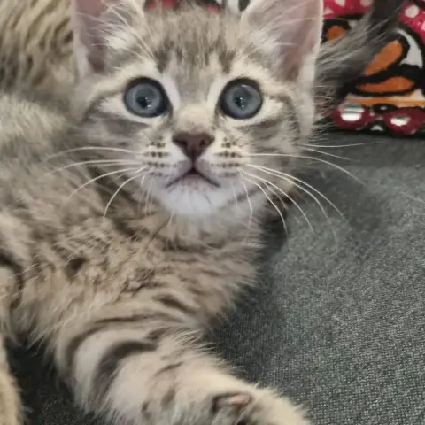 Sammy