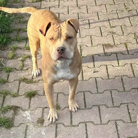 Kyara photo 2