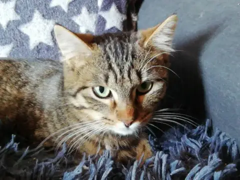 Maya