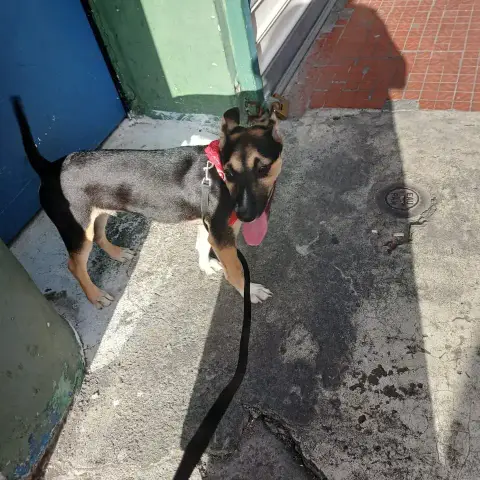 Benji