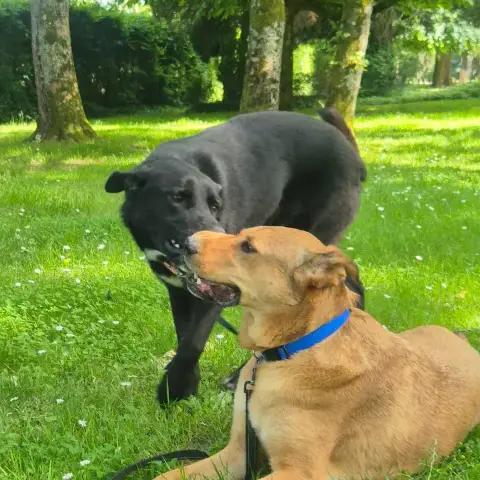Nacho photo 3