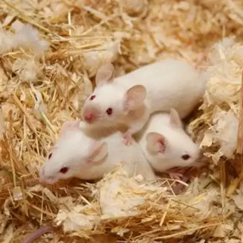 Souris photo 3