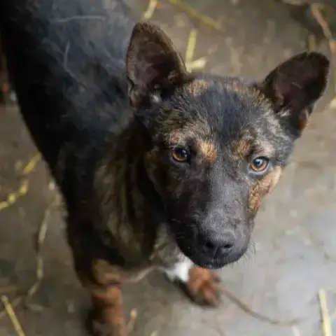 Thora