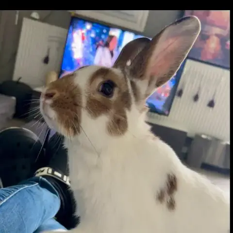Linus photo 2