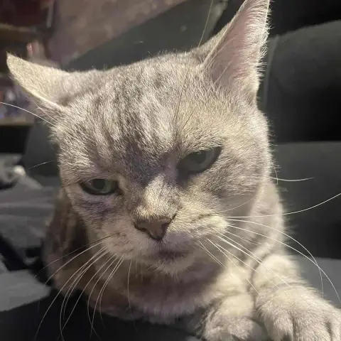 Kitty