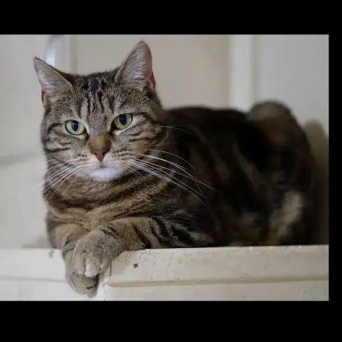 Arya photo 2