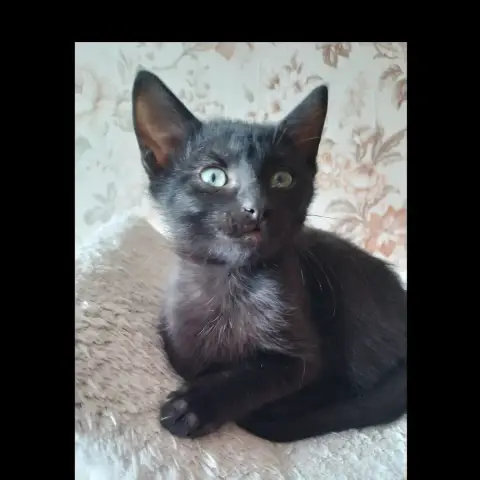 Brownie