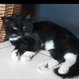 Felix photo 2