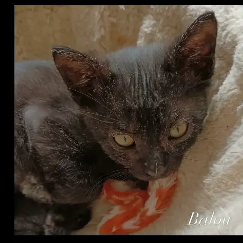 Balou