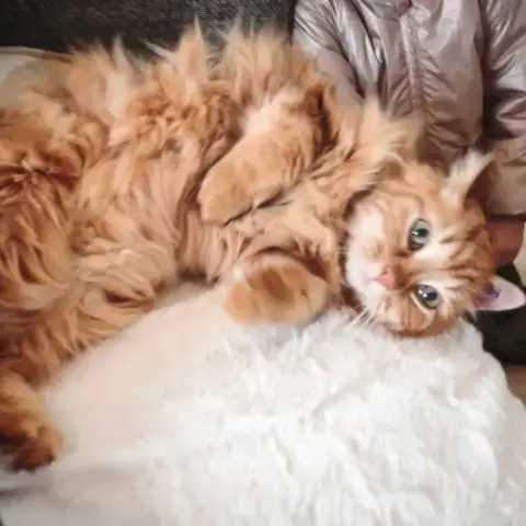 Tikky