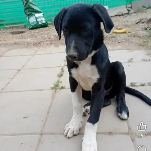 Milo photo 3