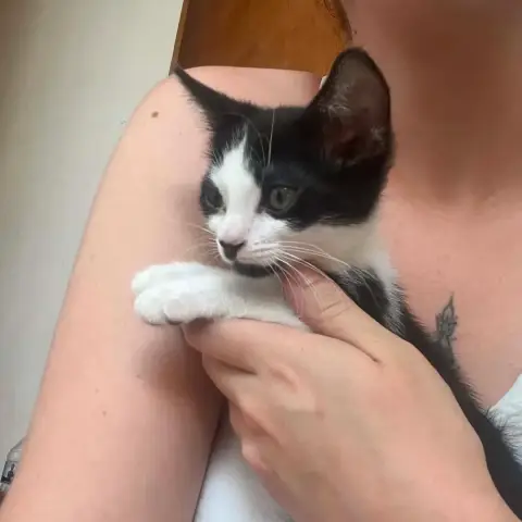 Bowie