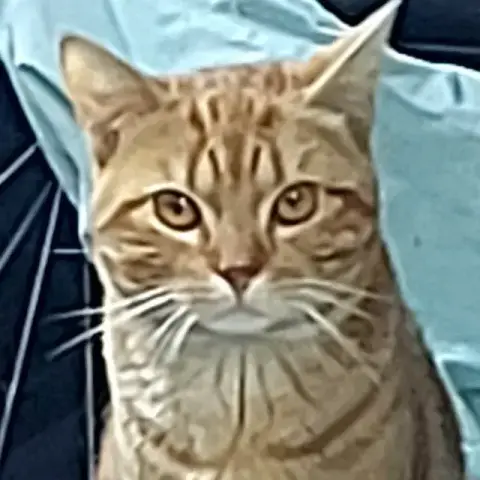 Abricot photo 3