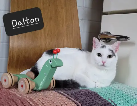 Dalton