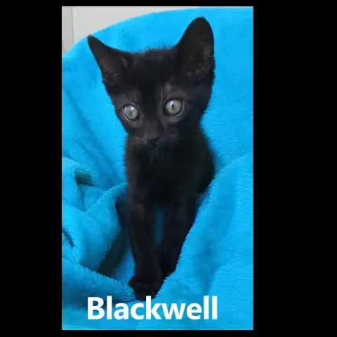 Blackwell