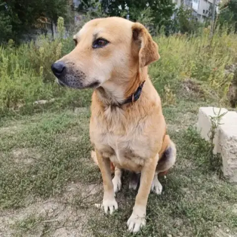 Blondu