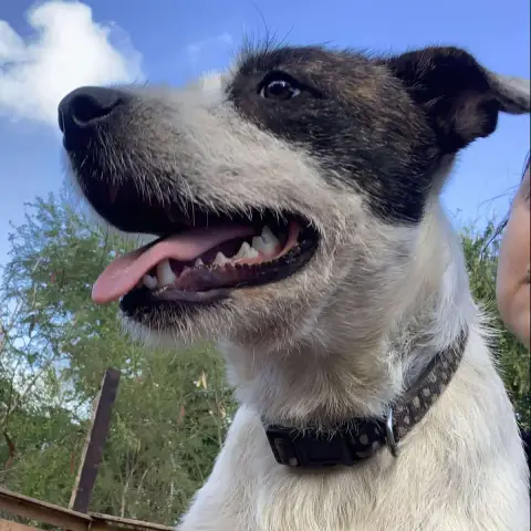 Pongo