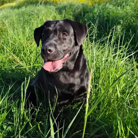 Bella