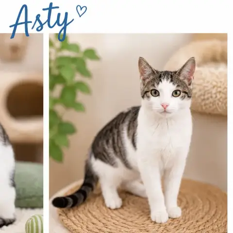 Asty Et Artemis photo 2
