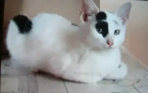 Trois Chatons Trouves photo 2